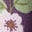 Gewebtes Kleid mit Spitzenbesatz-Violett Vintage-Beere