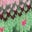 Edie Fair-Isle-Strickjacke-Rosa Heidekraut Fair Isle