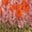 Fair-Isle-Strickjacke-Bunt Sanftes Fair-Isle