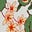 Plissiertes Kleid mit V-Ausschnitt-Bunt Wiesenblumen